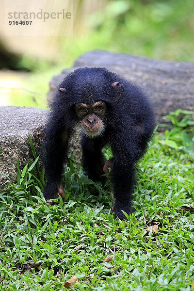 Schimpanse (Pan troglodytes)  Jungtier  Vorkommen Afrika  capive  Singapur