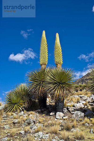 Riesenbromelien (Puya raimondii)  mit ca. 8 m hohen Blütenständen  höchster Blütenstand der Welt  Wahrzeichen Perus  Nationalpark Huascaran  Anden  Huaraz  Region Ancash  Peru