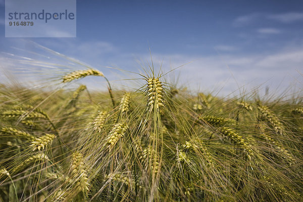 Reifende Gerste auf dem Feld