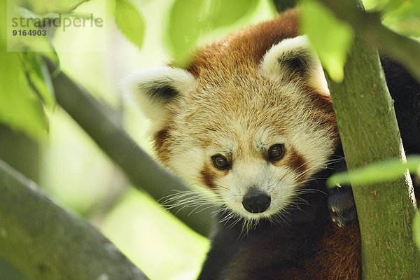 Kleiner Panda auf einem Ast