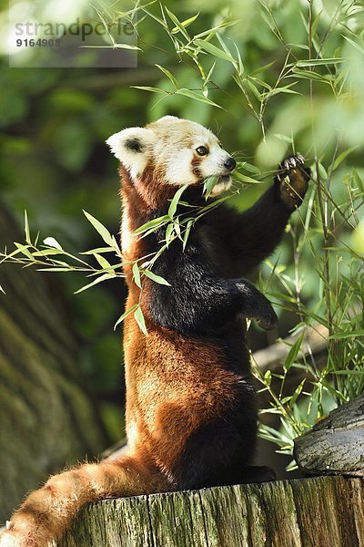 Kleiner Panda auf einem Baumstumpf