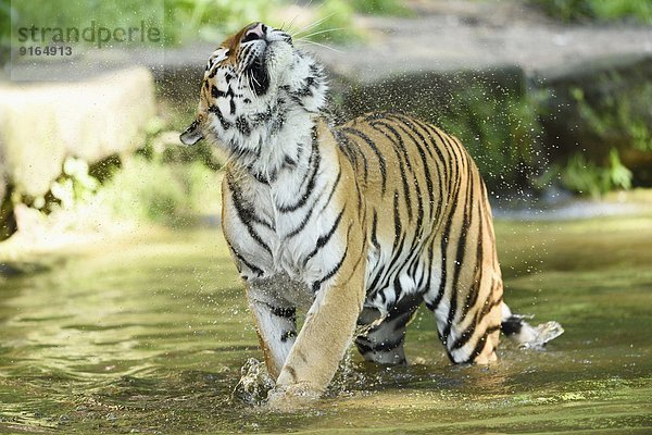 Sibirischer Tiger im Wasser