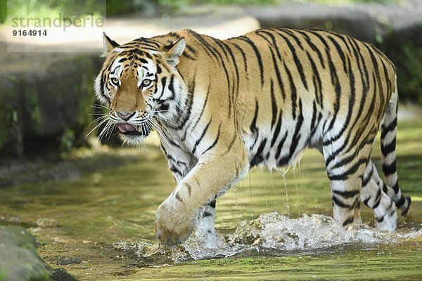 Sibirischer Tiger im Wasser