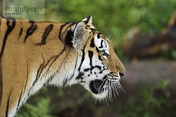 Sibirischer Tiger  close-up