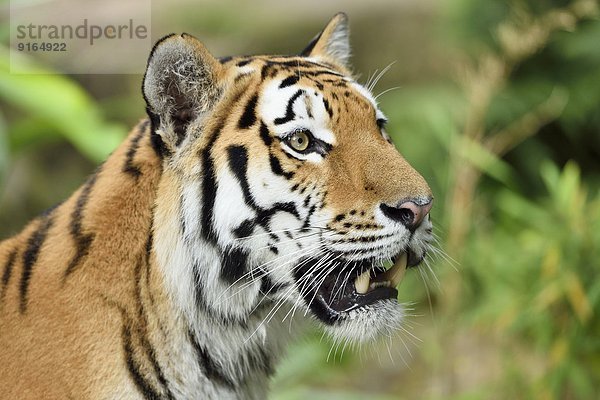 Sibirischer Tiger  close-up