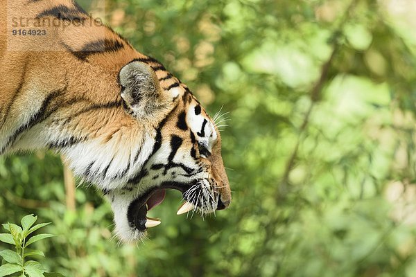 Sibirischer Tiger spuckt