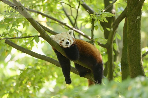 Kleiner Panda liegt auf einem Ast