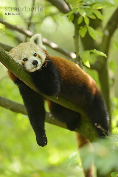 Kleiner Panda liegt auf einem Ast