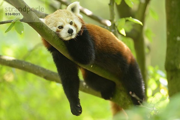 Kleiner Panda liegt auf einem Ast