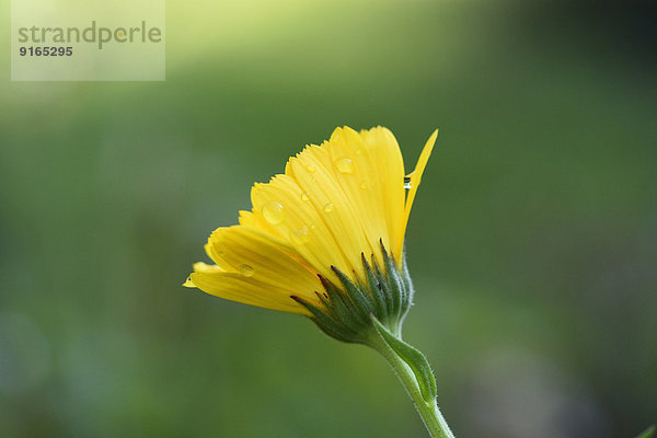 Close-up einer Ringeblumen-Blüte