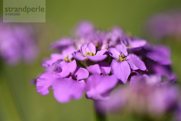 Close-up einer Doldigen Schleifenblume