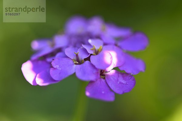 Close-up einer Doldigen Schleifenblume