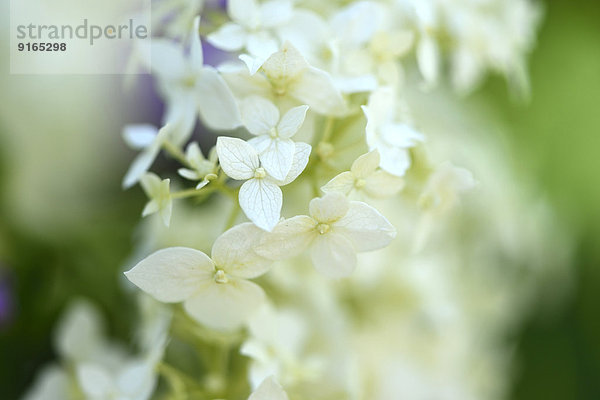 Close-up einer Gartenhortensienblüte