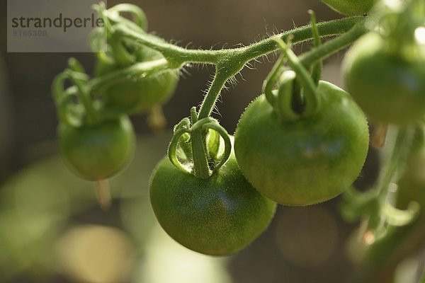 Grüne Tomaten an Pflanze