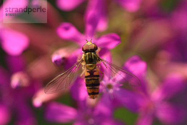 Schwebfliege auf einer Nelken-Leimkrautblüte