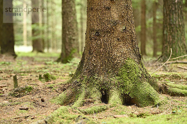 Stamm einer Fichte im Wald  close-up