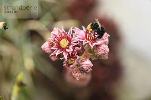 Dunkle Erdhummel auf einer Hauswurzblüte