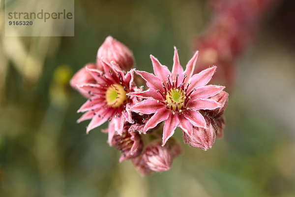 Close-up einer Hauswurzblüte