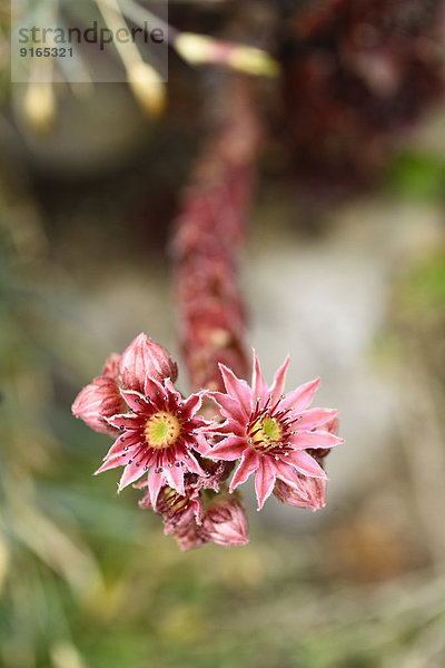 Close-up einer Hauswurzblüte