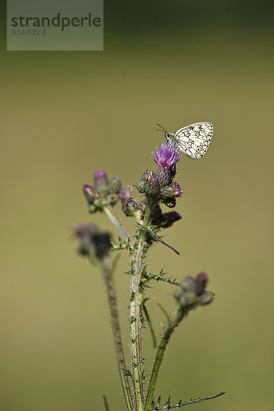 Schachbrettfalter auf einer Acker-Kratzdistel