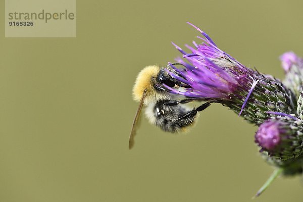 Ackerhummel auf einer Acker-Kratzdistel