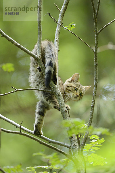 Wildkatze auf einem Baum im Bayerischen Wald  Deutschland