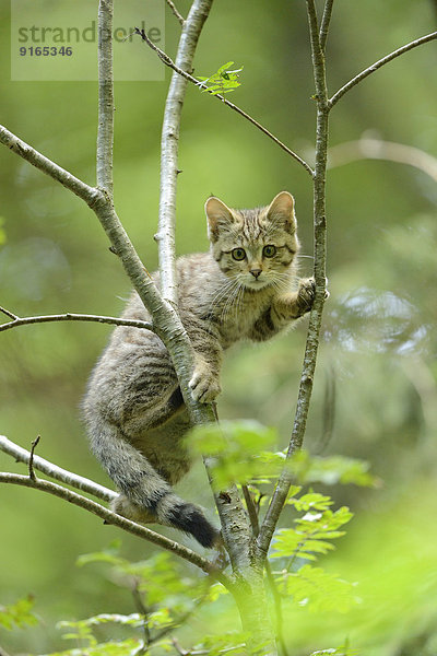 Wildkatze auf einem Baum im Bayerischen Wald  Deutschland