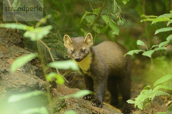 Junger Baummarder im Bayerischen Wald  Deutschland