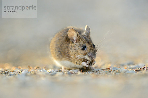 Waldmaus Apodemus sylvaticus Weg Wald bayerisch Deutschland