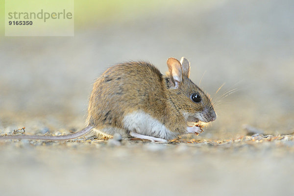 Waldmaus Apodemus sylvaticus Weg Wald bayerisch Deutschland