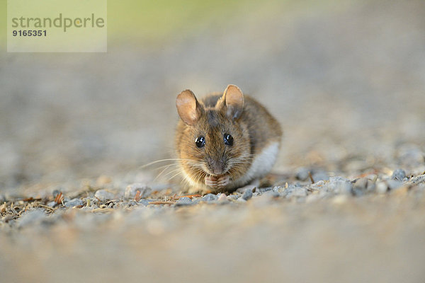 Waldmaus Apodemus sylvaticus Weg Wald bayerisch Deutschland