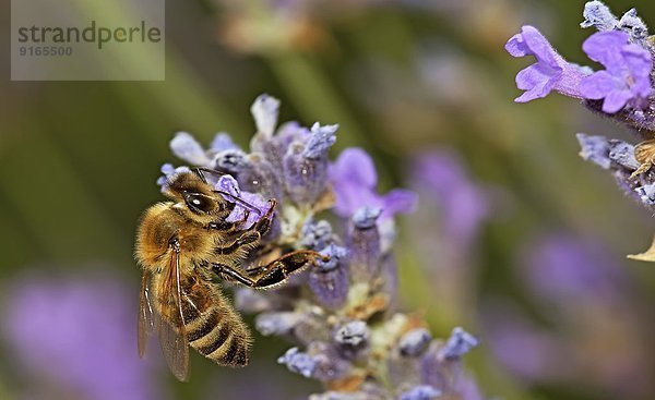 Honigbiene auf Lavendelblüte