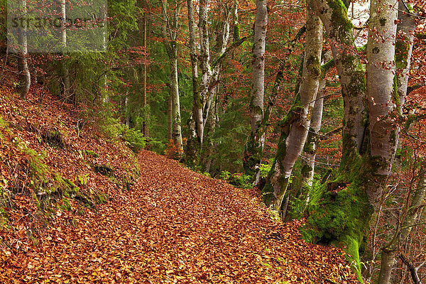 Buchen im Herbstwald  Mieminger Plateau  Tirol  Österreich