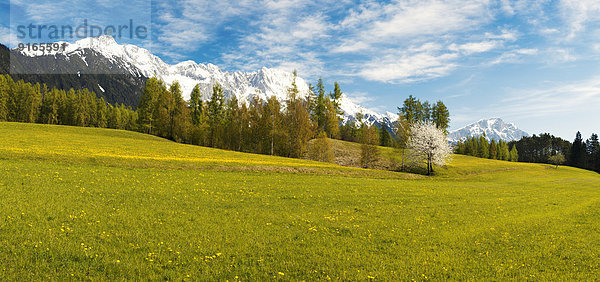 Bergwiese am Mieminger Plateau  Tirol  Österreich