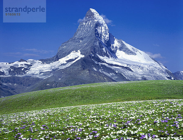 Krokuswiese mit Matterhorn  Zermatt  Schweiz