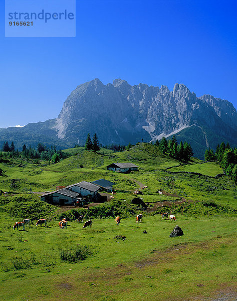 Sprissleralm am Wilden Kaiser  Tirol  Österreich