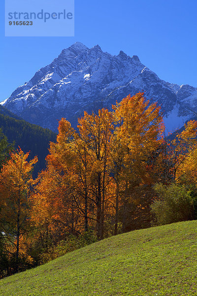 Wiese mit Bäumen am Piz Pisoc  Unterengadin  Schweiz