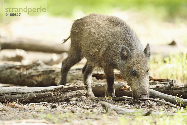 Wildschwein in einem Wald