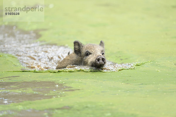 Wildschwein in einem See