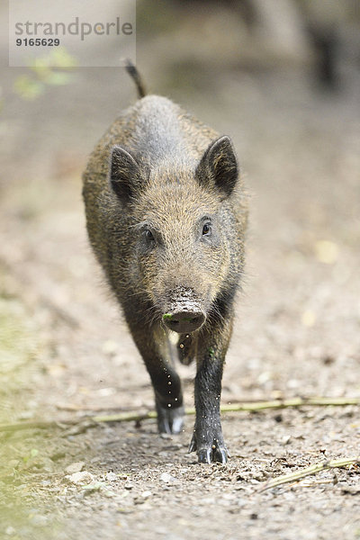 Wildschwein in einem Wald