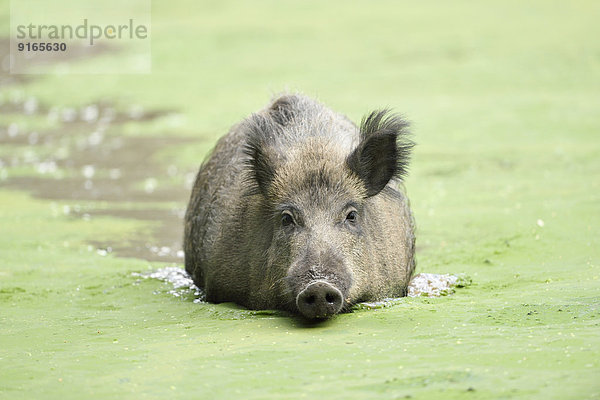 Wildschwein in einem See