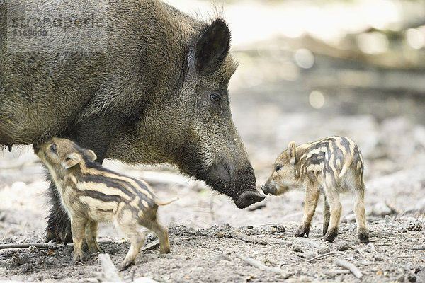 Wildschwein-Frischlinge mit ihrer Mutter im Wald