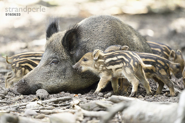 Wildschwein-Frischlinge mit ihrer Mutter im Wald