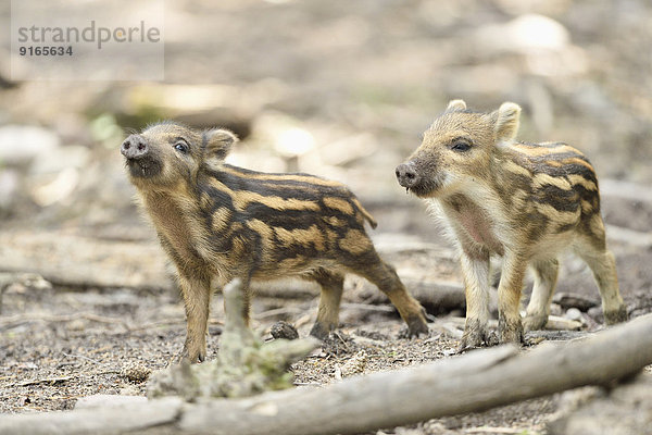 Wildschwein-Frischlinge im Wald