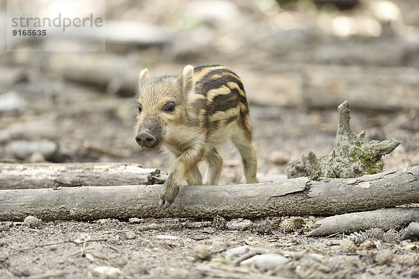 Wildschwein-Frischling im Wald