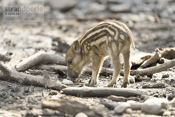 Wildschwein-Frischling im Wald