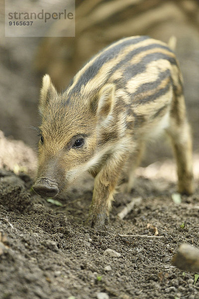 Wildschwein-Frischling im Wald