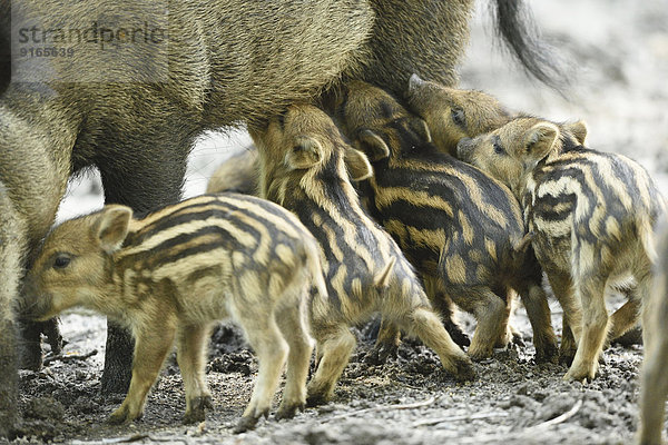 Wildschwein-Mutter säugt ihre Frischlinge