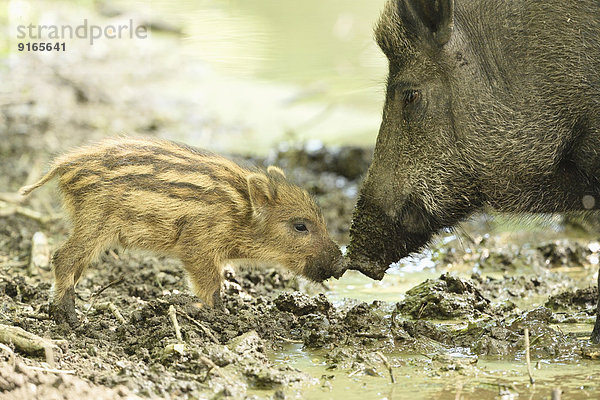 Wildschwein-Frischling mit seiner Mutter im Wald