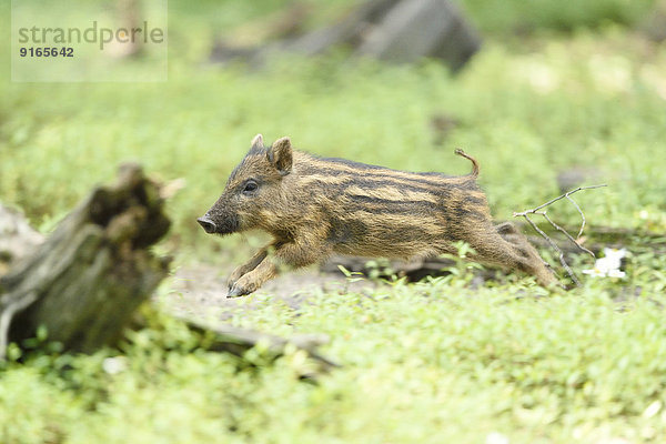 Wildschwein-Frischling im Wald